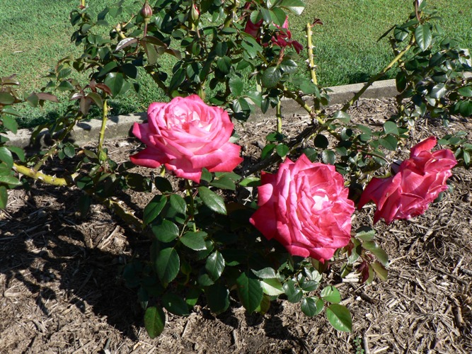 Roses