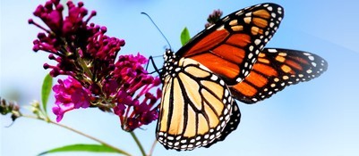 Butterfly on flower Butterfly on flower